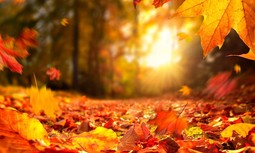 Descárgate el boletín de ofertas y servicios para afiliados del mes de octubre