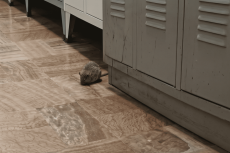 Ratas en las dependencias del Puesto de Mijas