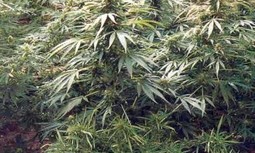 AUGC denuncia la acumulación de plantas de marihuana en las dependencias oficiales de la Guardia Civil