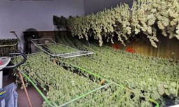 AUGC Huelva denuncia el incumplimiento de los riesgos laborales en cuanto al depósito y transporte de las plantas de marihuana