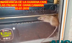 Así deben trabajar los guardias civiles: ratas en el cuartel