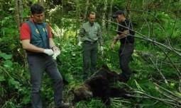 CCOO y AUGC suman fuerzas contra la reforma de la Ley de Montes