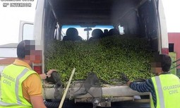 AUGC Badajoz denuncia la oleada de robo de aceitunas en la provincia