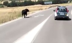AUGC denuncia la carencia de medidas de prevención laboral y seguridad para los Guardias Civiles en los encierros