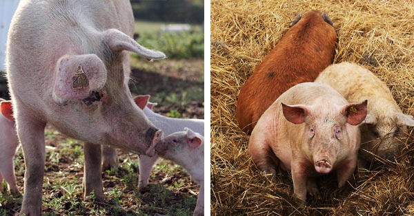 RSPCA Assured + Outdoor Bred/Reared