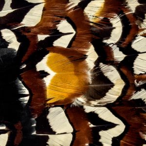 mazzanti-piume-piumai-firenze-gallery-1