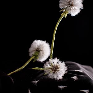 unusual-bouquet-fioristi-e-artisti-del-bouquet-latina-gallery