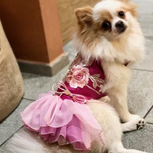 gimaci-pet-couture-sarti-sezzadio-alessandria-gallery