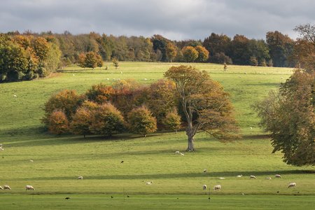 Hills and trees in the Arboretum at West Dean Gardens in Sussex