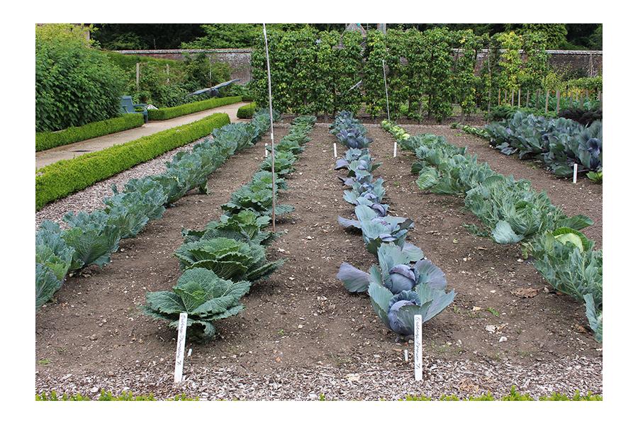 Walled Kitchen Garden at West Dean in Sussex
