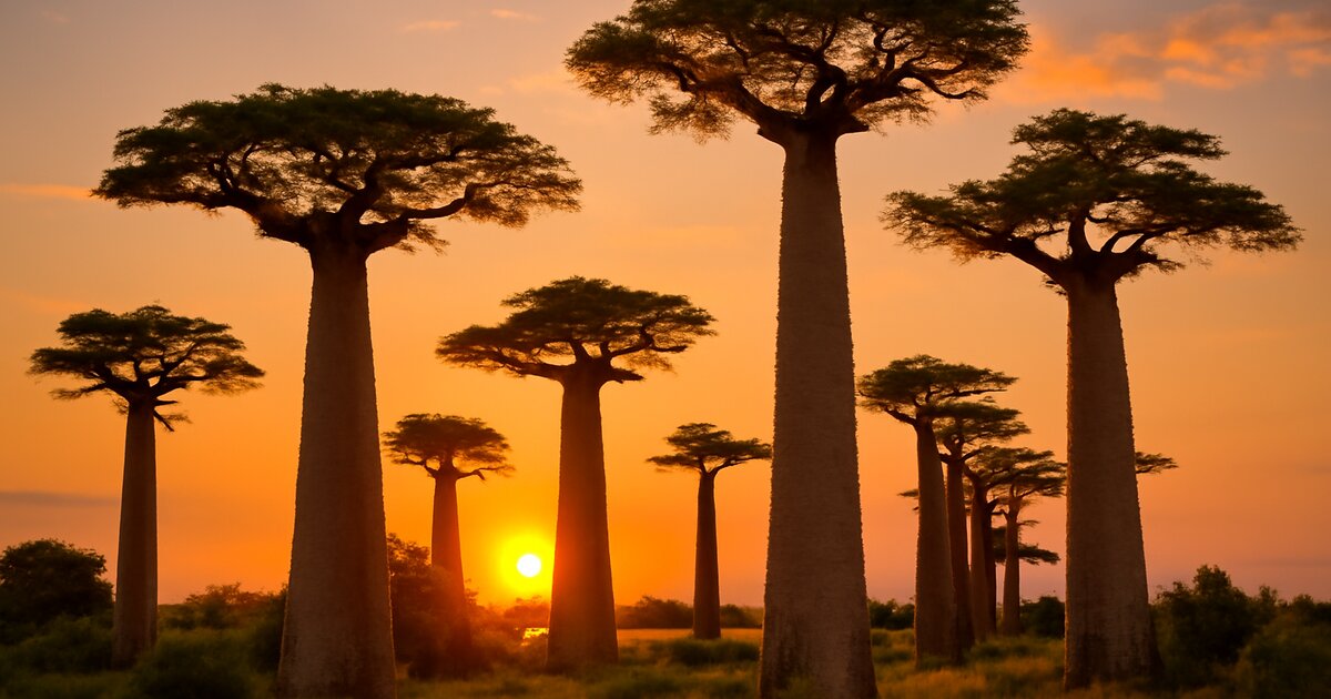 Photography Journey in Madagascar: Capturing the Island's Essence