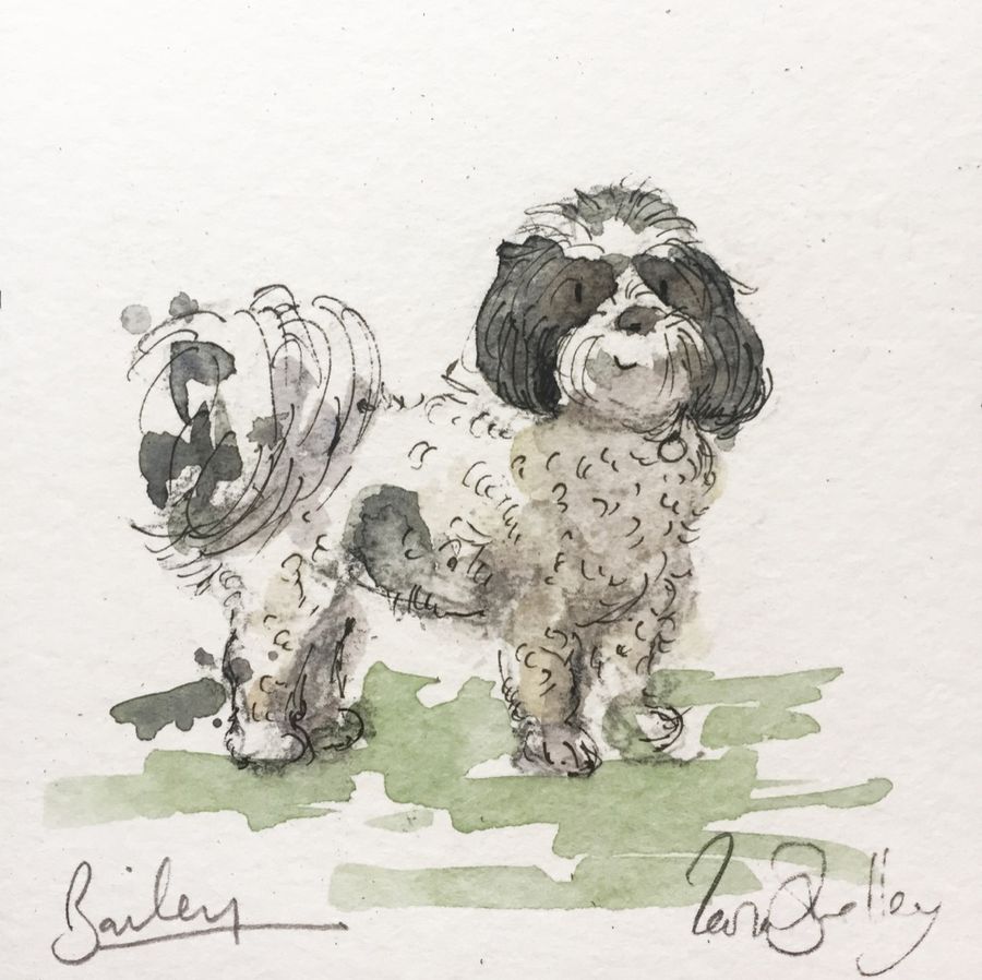 Pencil portrait of Bailey