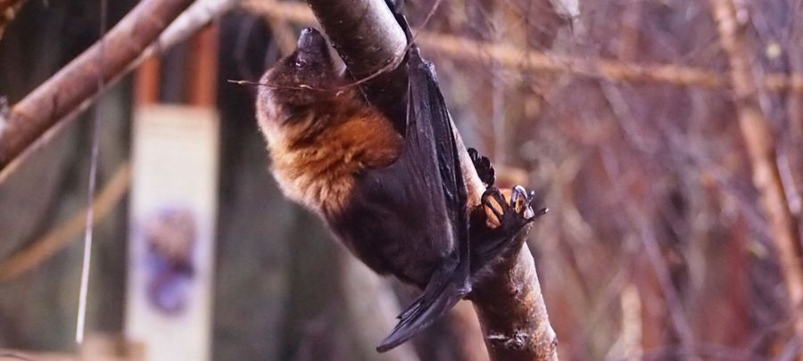 Bat drawing for conservation week