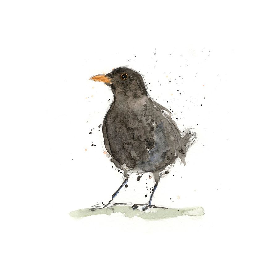 Ink and watercolour blackbird