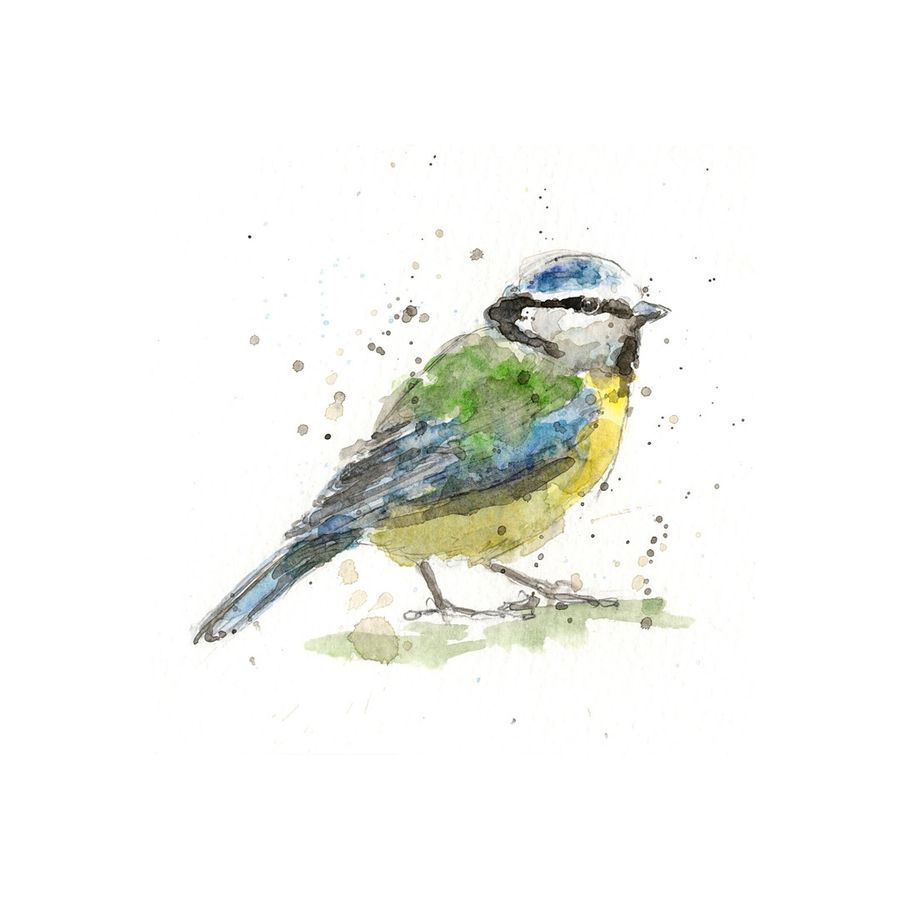 Ink and watercolour blue tit