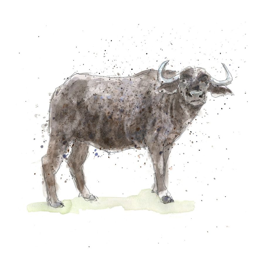 Buffalo drawing