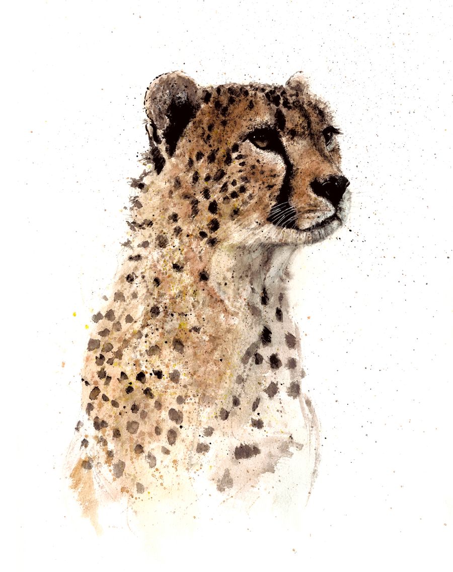 Cheetah study