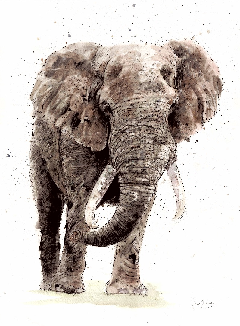 Elephant drawing