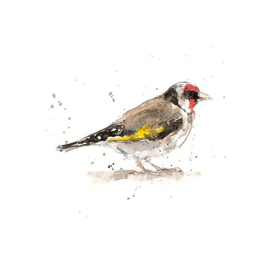Ink and watercolour finch