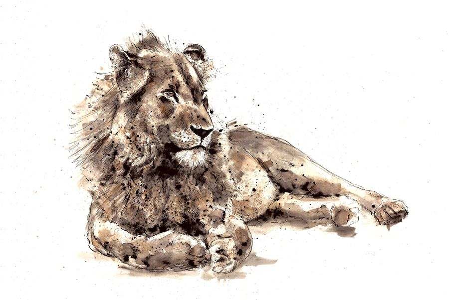 Lion drawing
