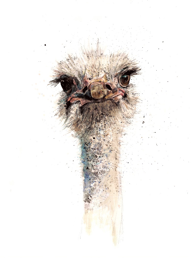 Ink and watercolour ostrich portrait