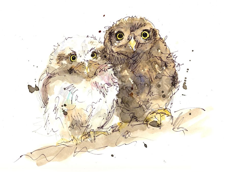Ink and watercolour owlets