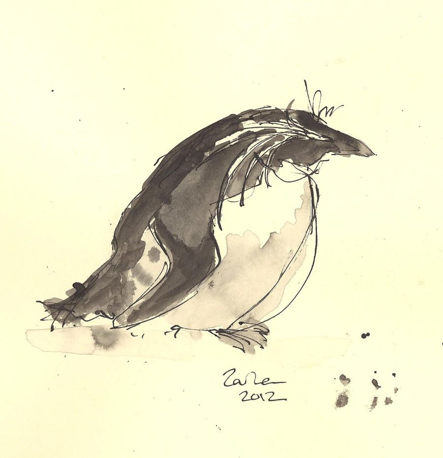 Ink drawing of a rockhopper penguin