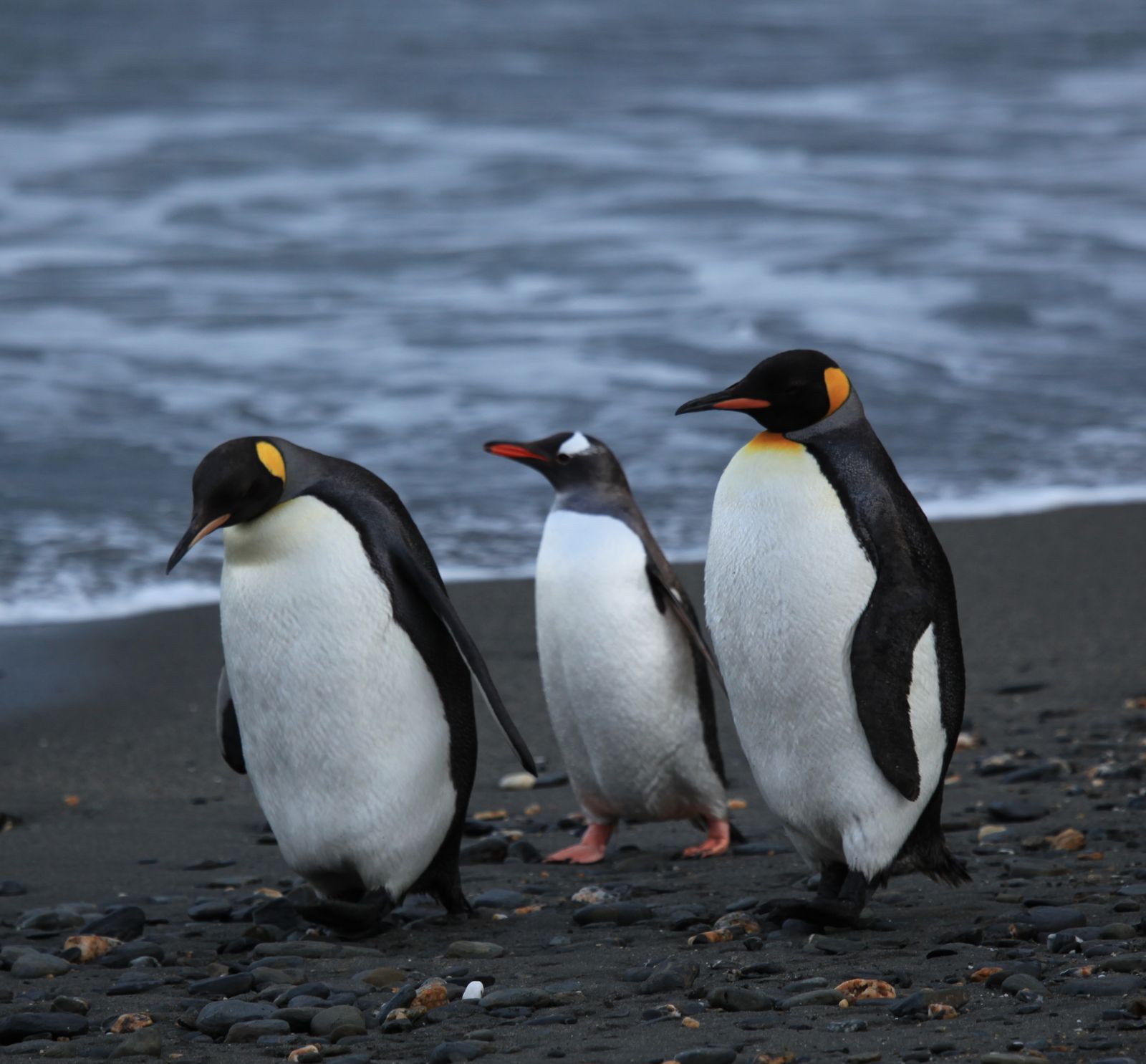 Ink drawing of penguins walking