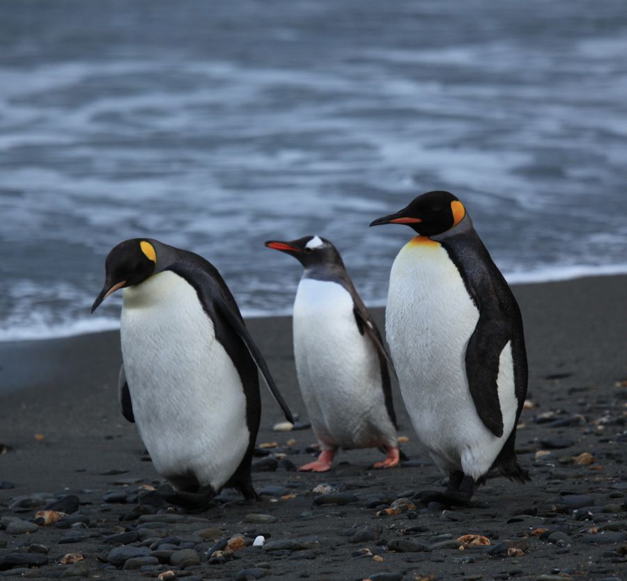 Ink drawing of penguins walking