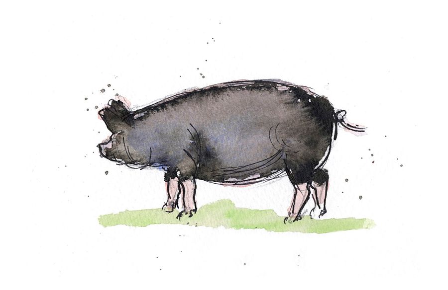 Berkshire pig illustration, second view