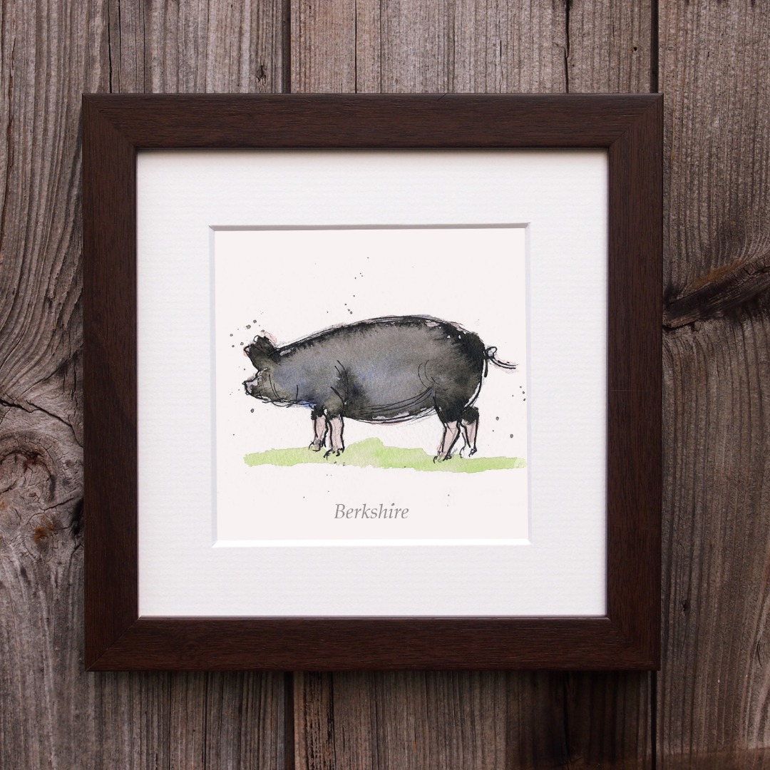 Berkshire pig illustration in a frame