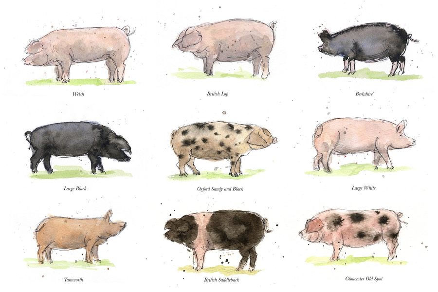 Group of pig illustrations