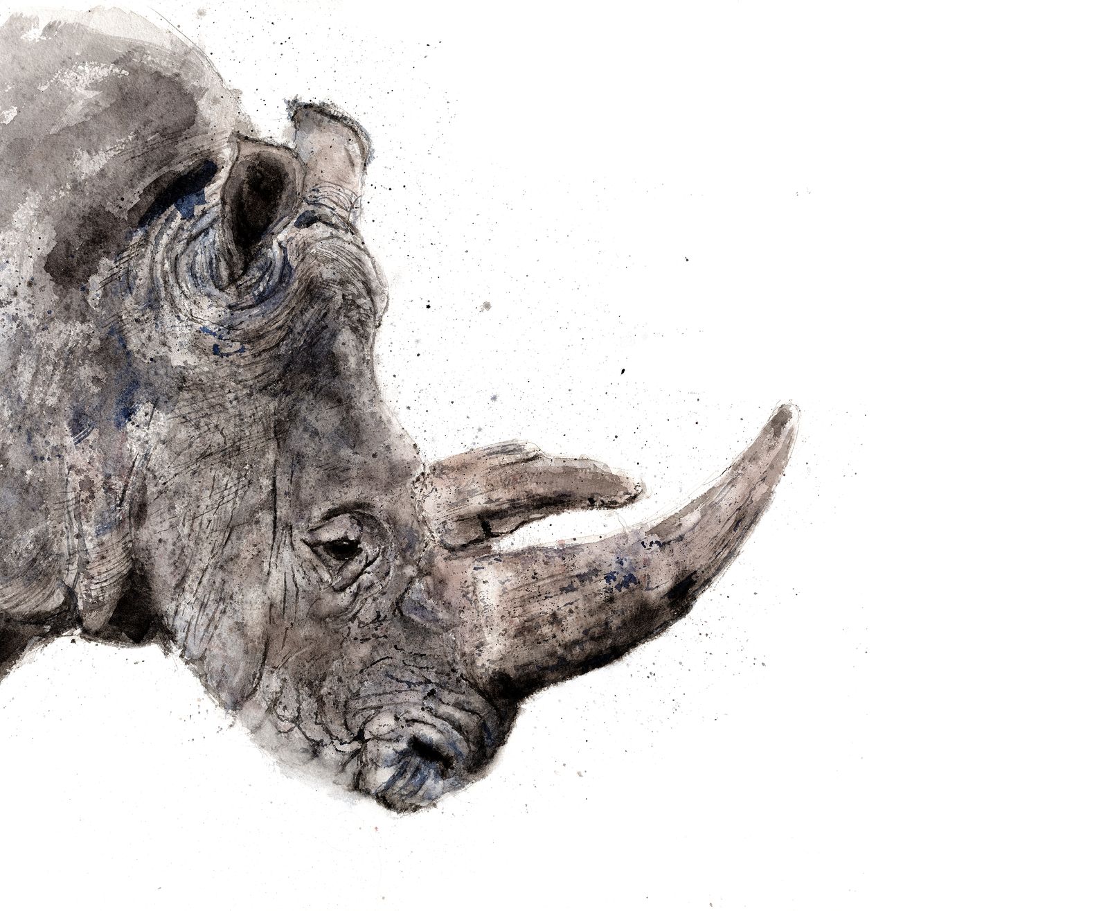 Ink and watercolour rhino