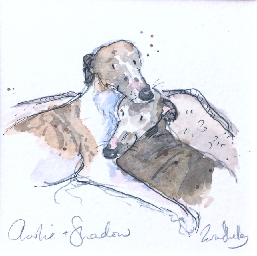 Pencil portrait of greyhounds