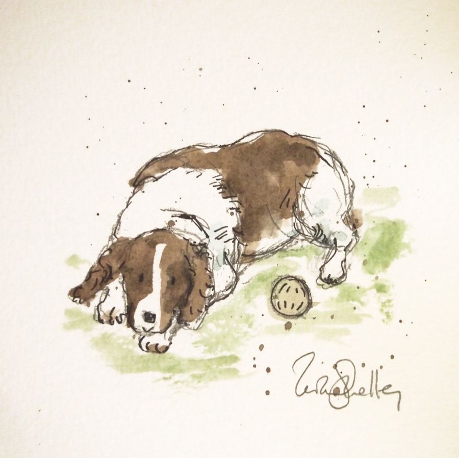 Pencil portrait of a lying spaniel