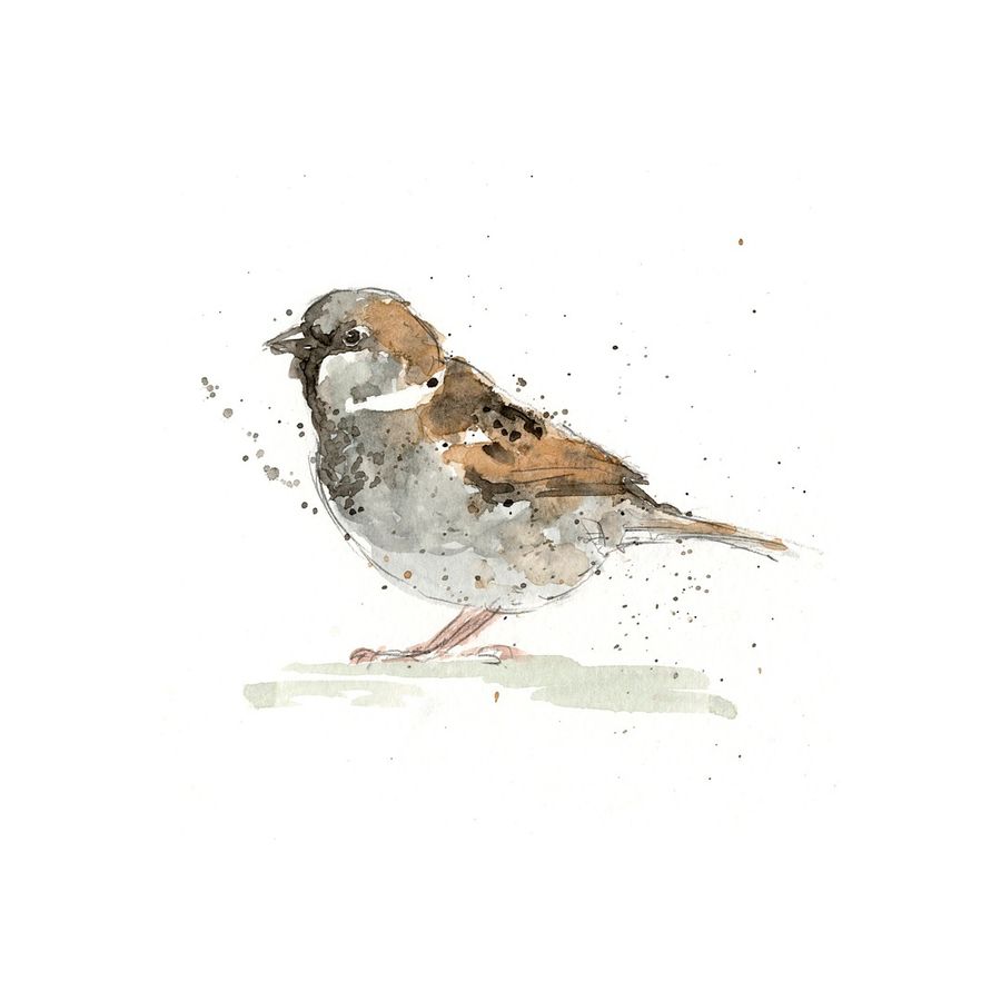 Ink and watercolour sparrow