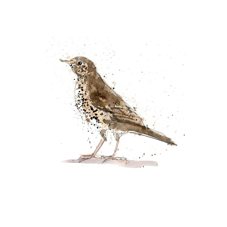 Ink and watercolour thrush