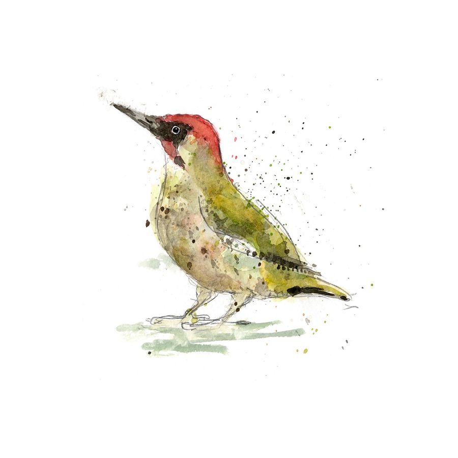 Ink and watercolour woodpecker