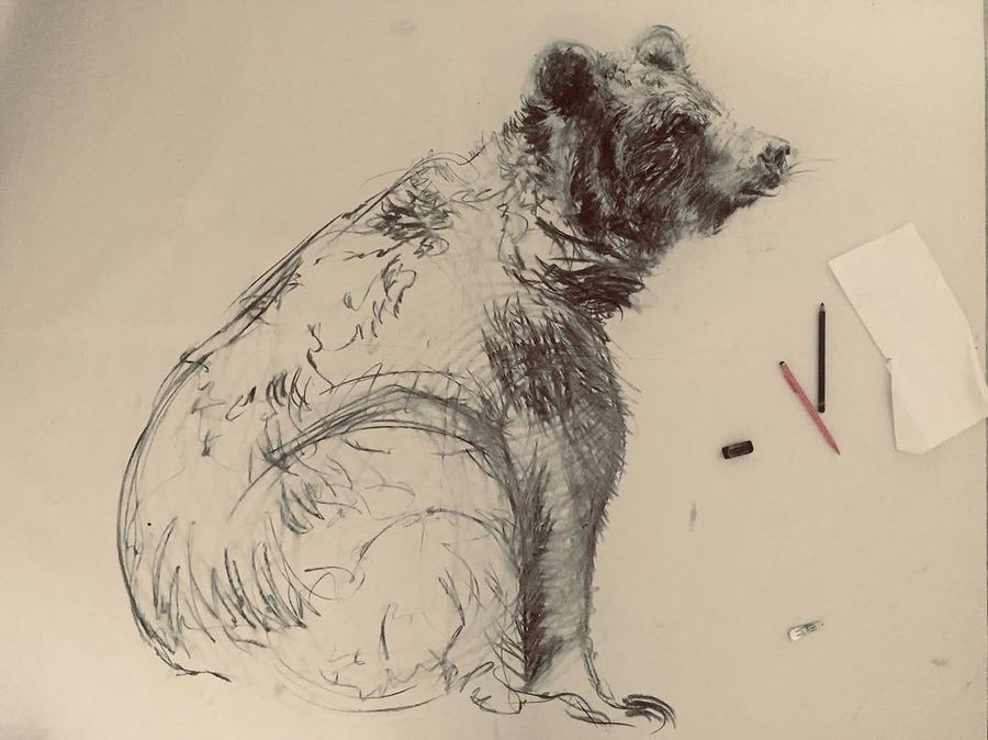 Charcoal bear drawing in progress
