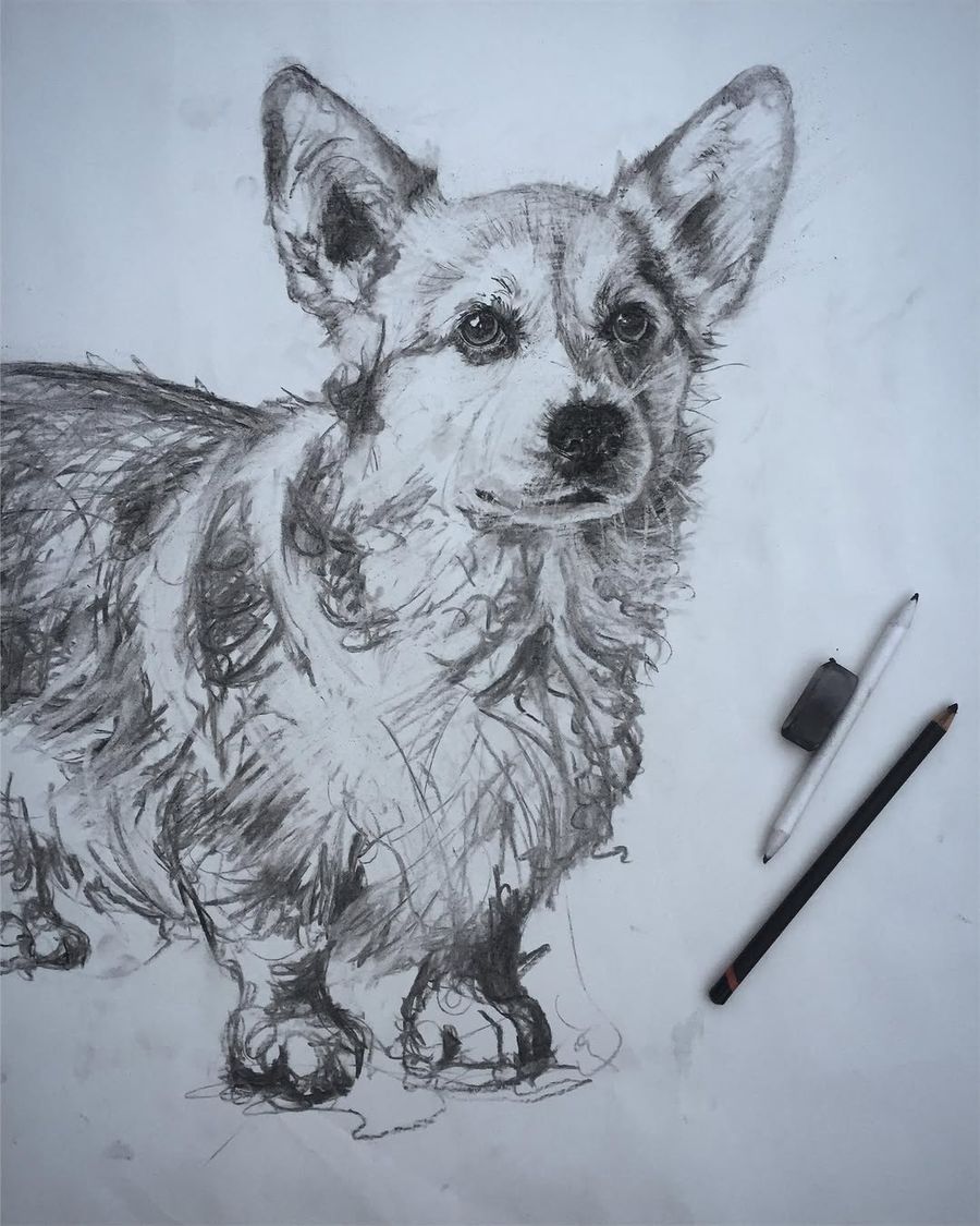 Charcoal drawing of more corgis
