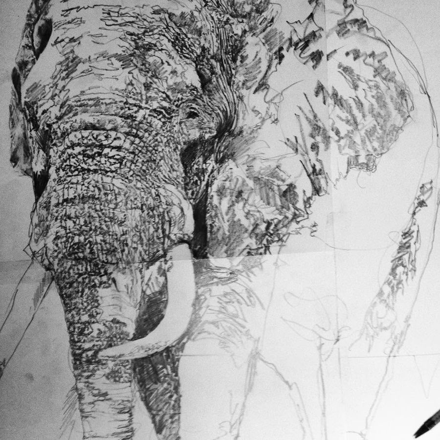 A1 size elephant charcoal sketch