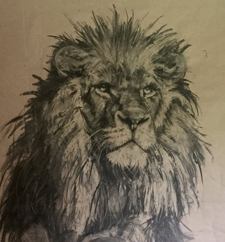 Large charcoal lion sketch in process
