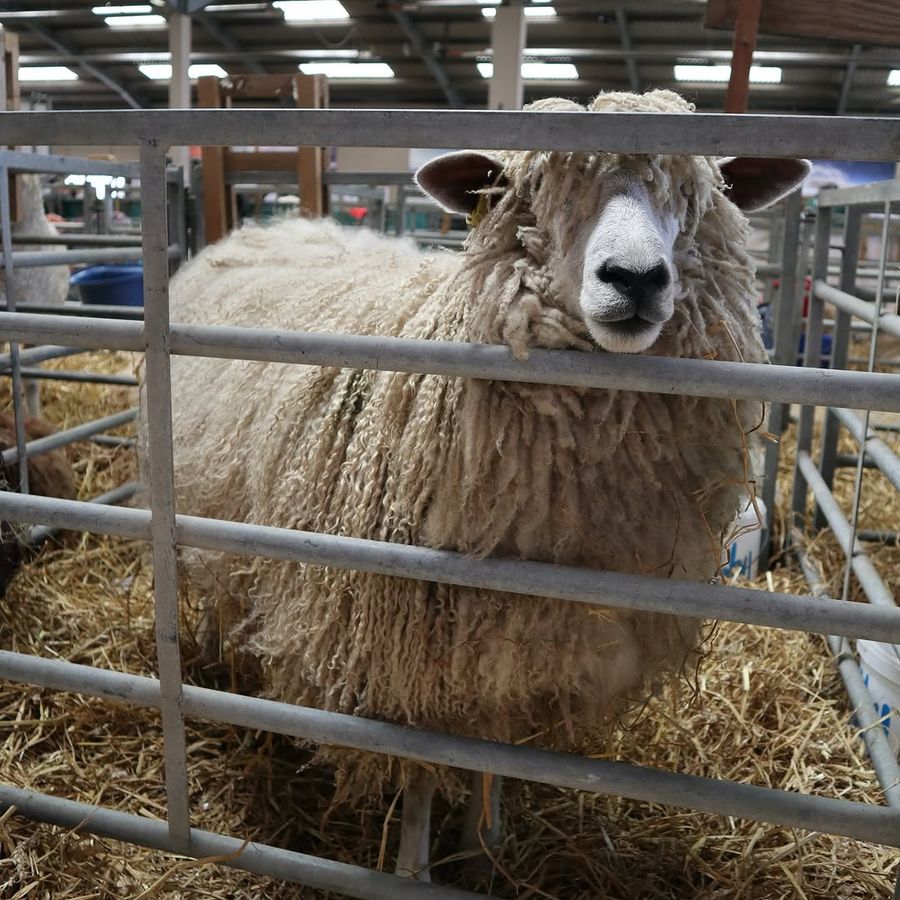 Charcoal drawings of rare-breed sheep