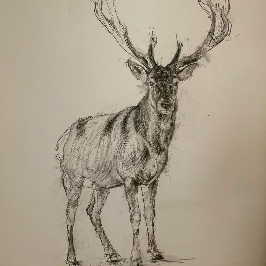 Large charcoal stag drawing in progress