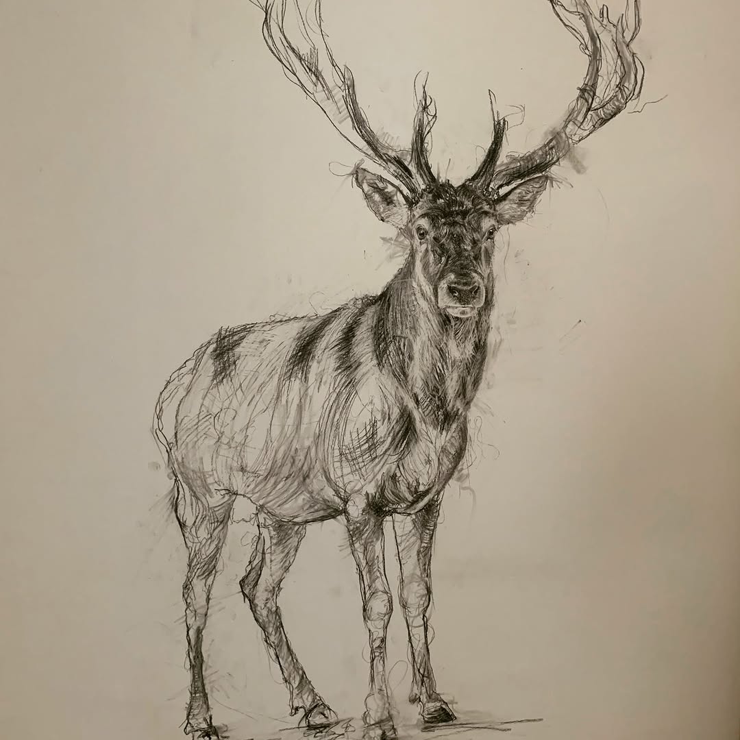 Large charcoal stag drawing in progress