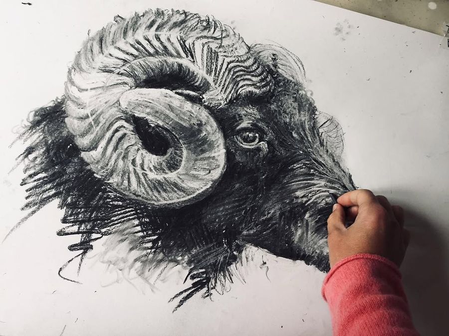Charcoal and oil study of a ram head